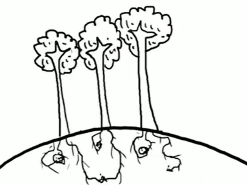 Phytoremédiation Microhumus